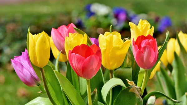 Tulips in direct sun