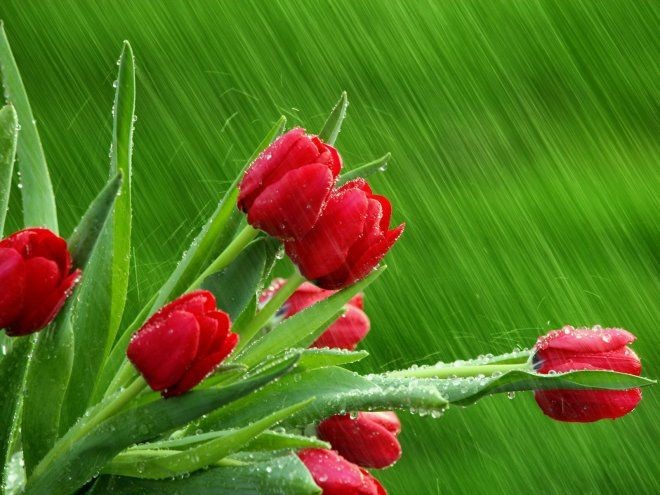 Tulips in the rain