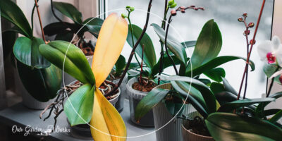 Why Are Orchid Leaves Turning Yellow? (7 Causes)