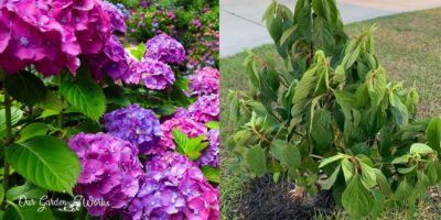 Common Hydrangea Problems: Why Is My Hydrangea Not Growing?