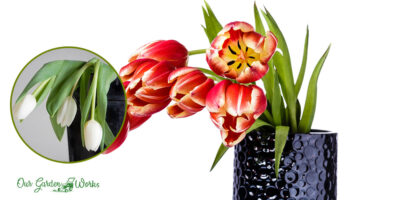 Why Do Tulips Droop? – Top 5 Reasons