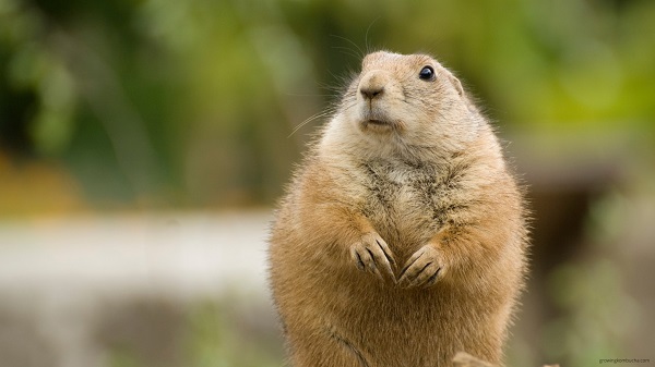 Why killing prairie dogs is not a good option