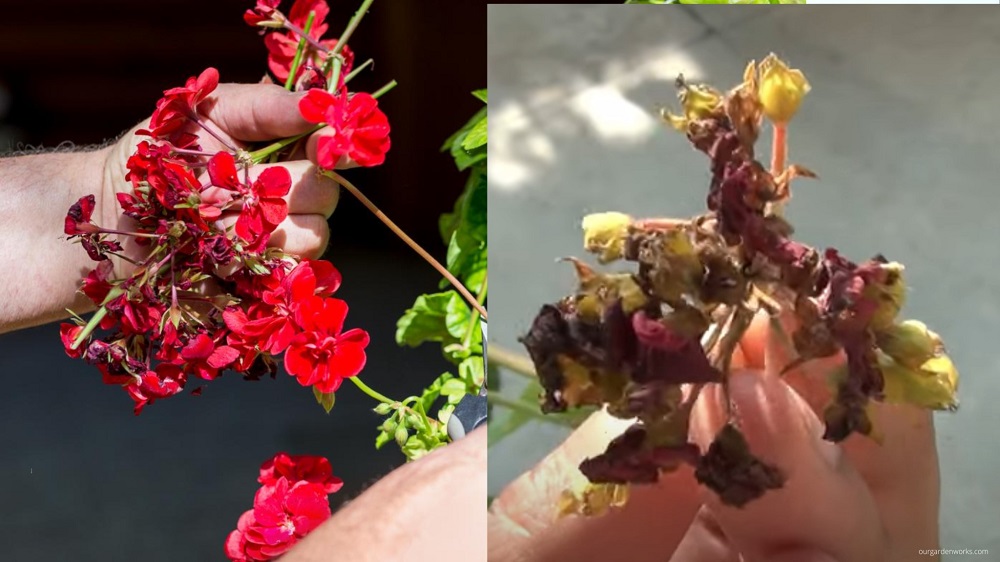 Wilted geranium flowers ideal for deadheading