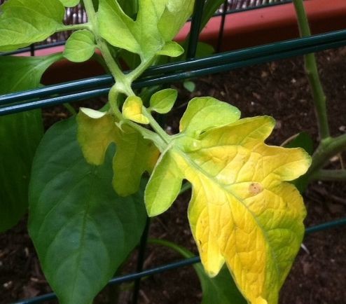 Yellowing leaves are not always about overfertilization and fungal diseases but also indicate stress from transplant shock. 