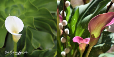 Calla Lily Leaf Curling: The Top 5 Causes Unveiled