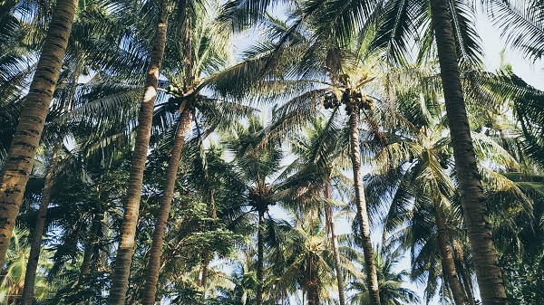 coconut trees