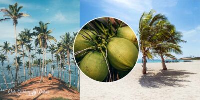 Quick & Easy Palm Talks: Do All Palm Trees Produce Coconuts?
