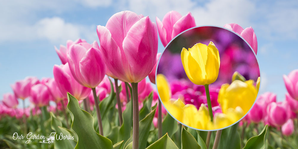 do tulips need sun
