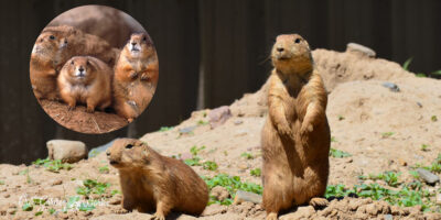 How To Get Rid Of Prairie Dogs In Humane Ways