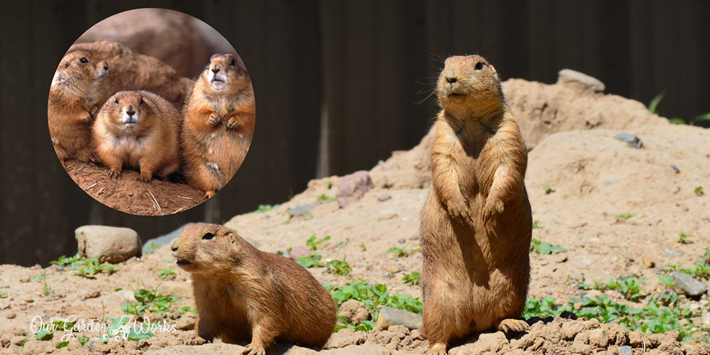 how to get rid of prairie dogs