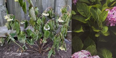 5 Easy Ways to Fix Hydrangeas Leaves Wilting Or Drooping
