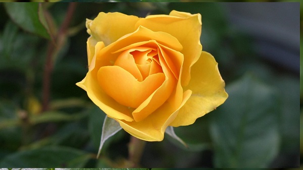 rose flower

