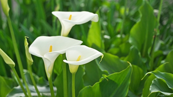 white calla lily