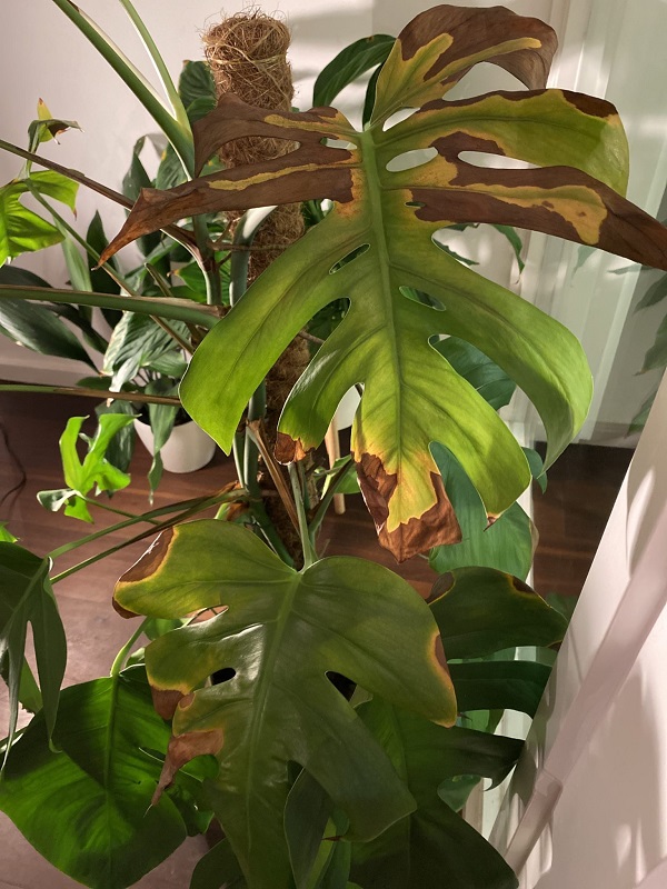 Overwatered monstera