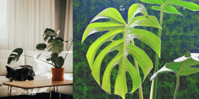 Top Monstera FAQs: Why Does My Monstera Have No Holes?