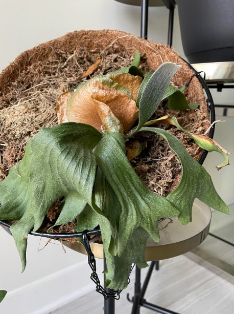 Antler leaves are turning brown starting from the base