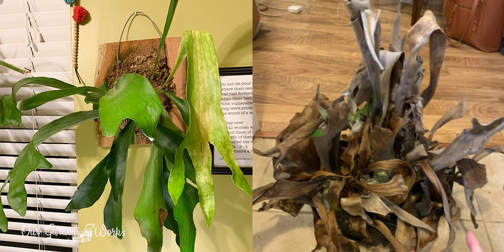 how to save a dying staghorn fern