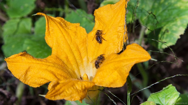 Bees on pumpkin flowers