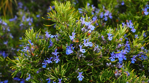 Blooming rosemary flowers during summer.