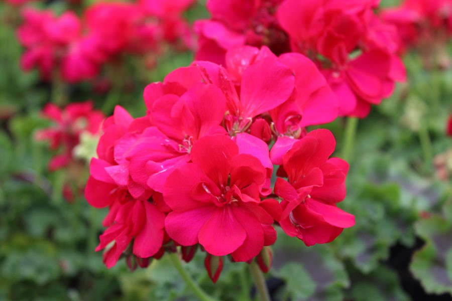 Calliope hot pink geranium