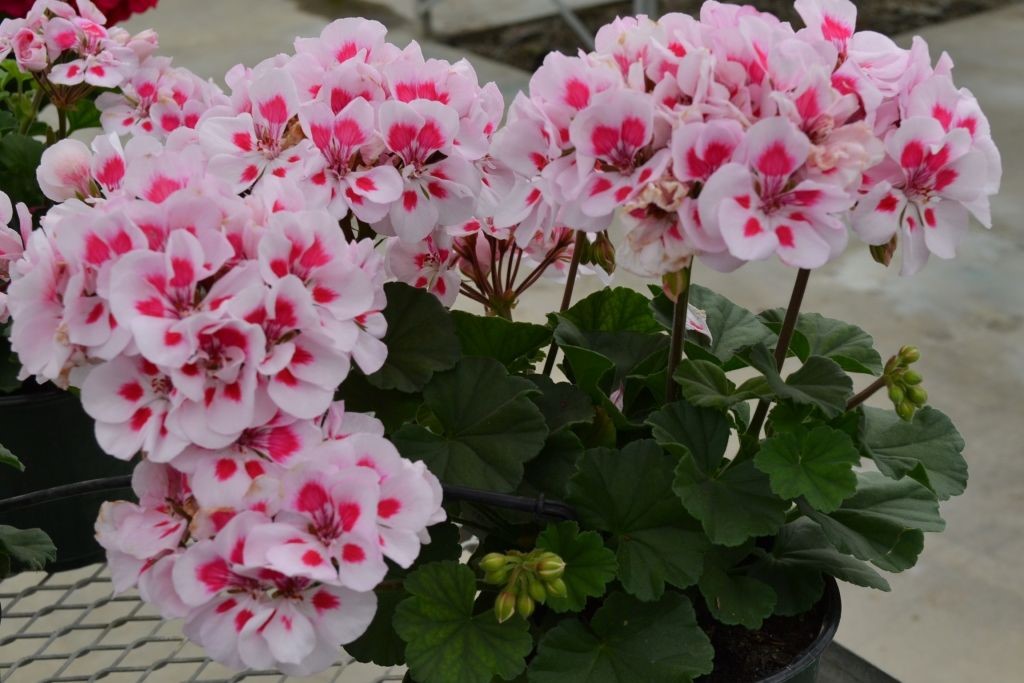 Candy white parfait geraniums