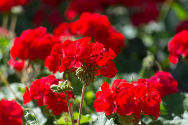 Dixieland deep red geranium