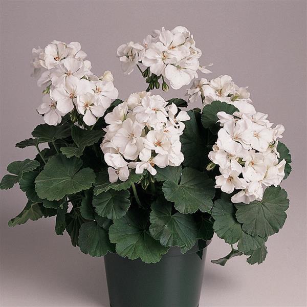 Fantasia white geraniums