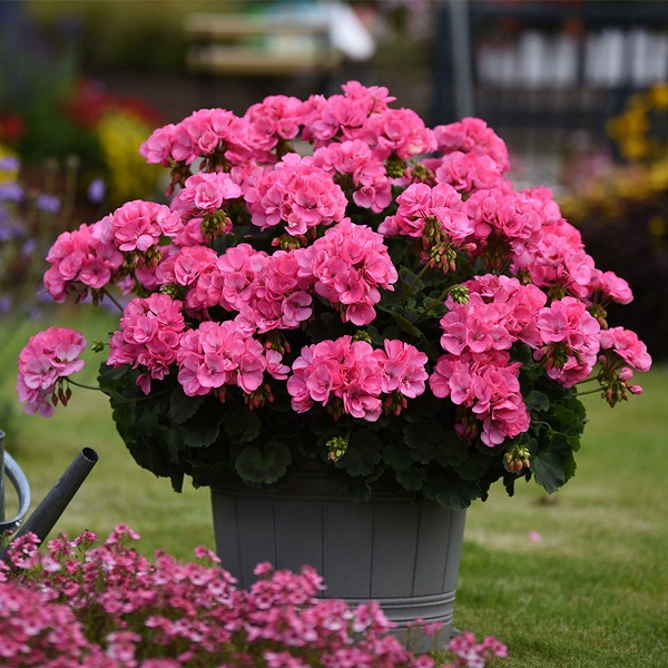 Geranium Big EZEE pink