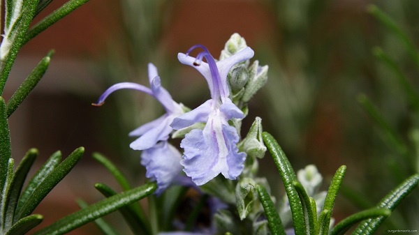 Rosemary early blooming season.