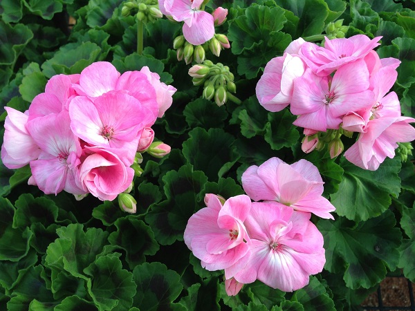 Survivor baby face geranium