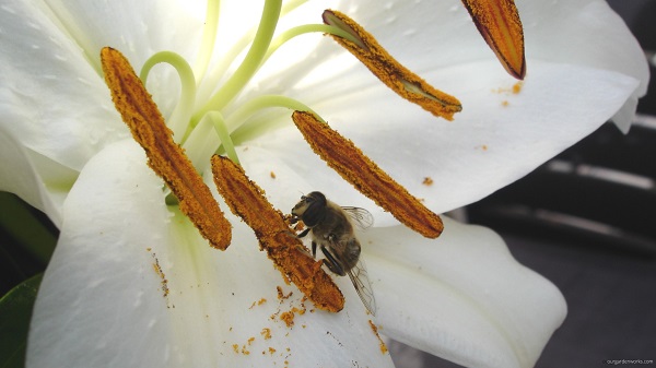 A bee collecting some pollen on a lily anther.
