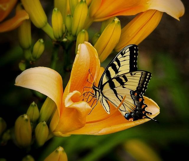 A butterfly feeding on a lily.