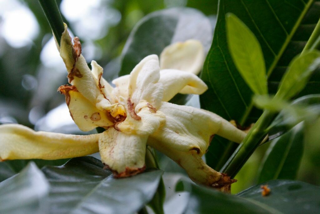 A dying gardenia flower. 