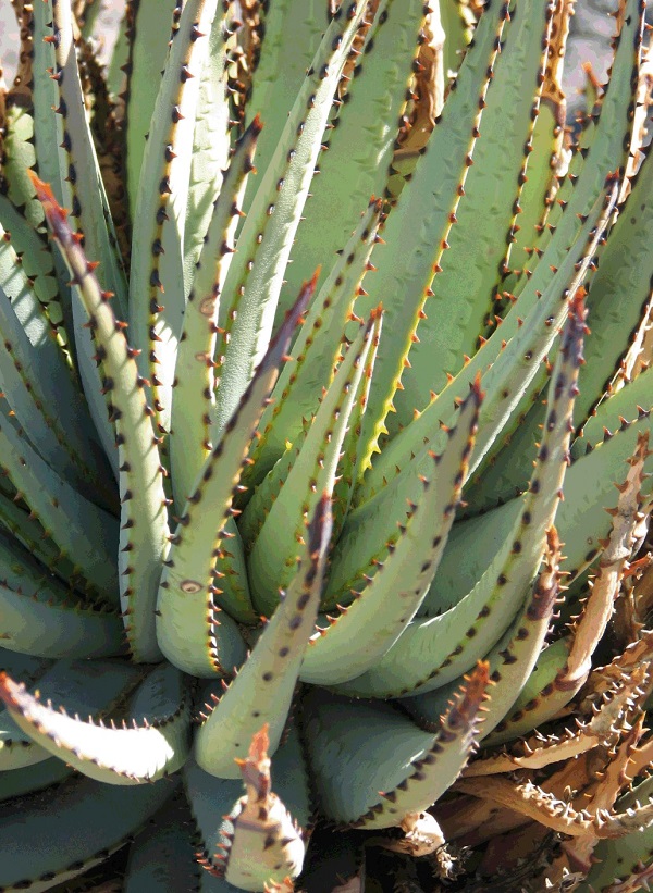 Aloe argenticauda