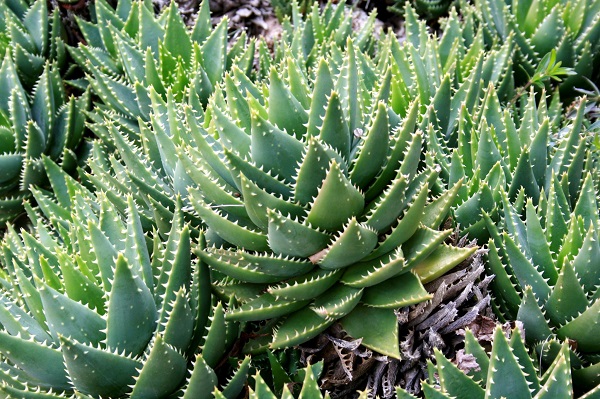 Aloe brevifiola or short-leaf aloe