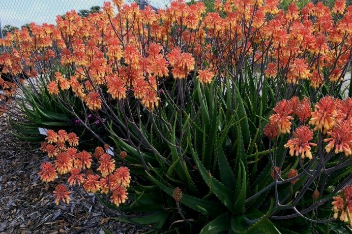 Aloe camperi
