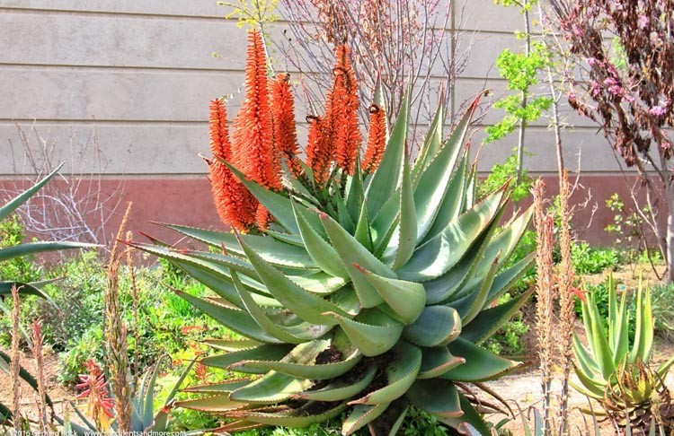 Aloe ferox