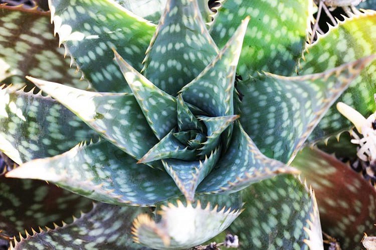 Aloe maculata