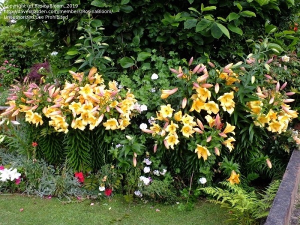 Aurelian lilies or trumpet lily - Golden Splendor