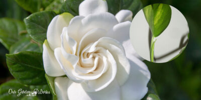 Gardenia Flowers Turning Yellow: 5 Possible Causes