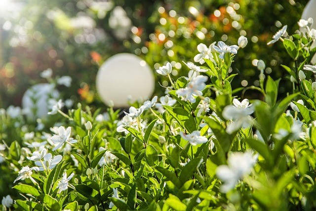 Gardenias basking in the early morning sun