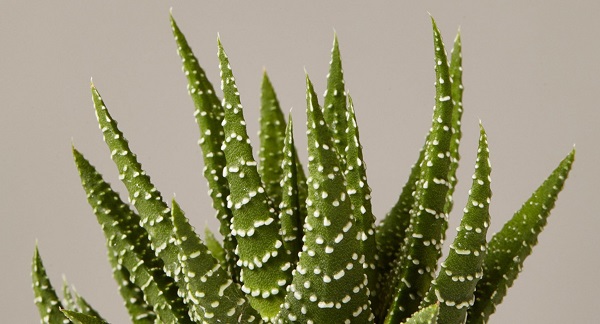 Haworthia
