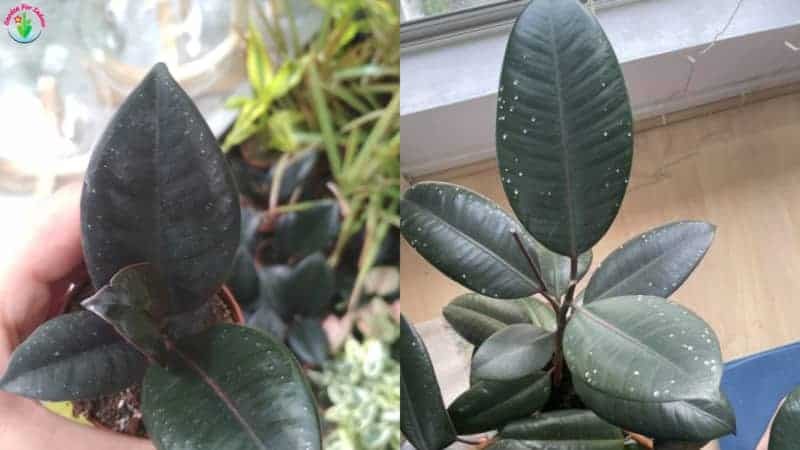 Leaf edema caused by overwatering