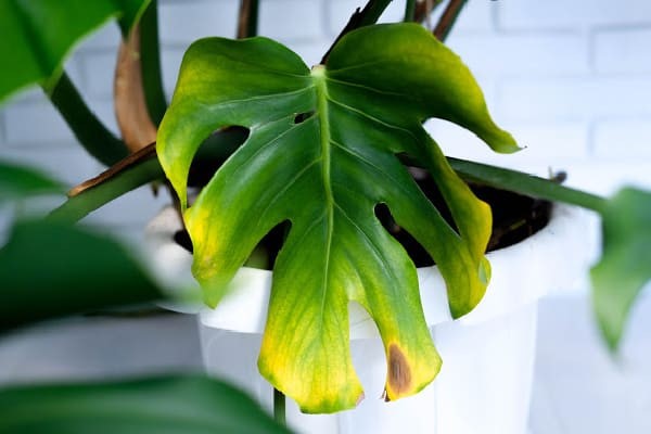Monstera plants with yellowing leaves due to humidity issues.