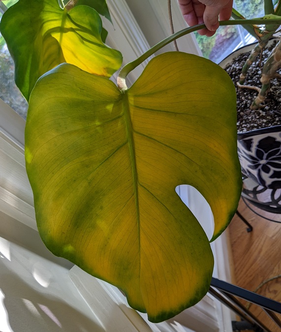 Monstera yellowing leaves due to light issues