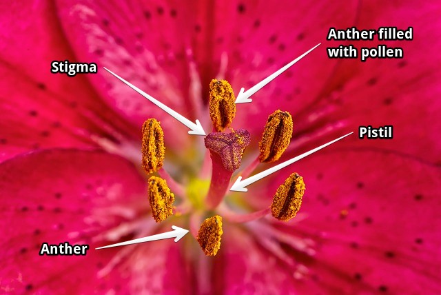 Parts of a lily flower - Reproductive part.