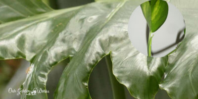 Philodendron Leaves Curling: Why Does It Happen & Best Possible Causes
