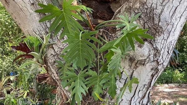 Philodendrons in their natural habitat