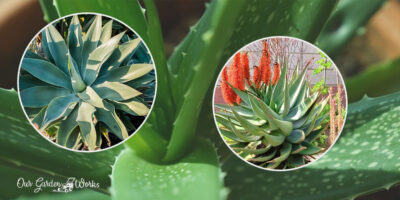 Plants That Look Like Aloe Vera: Which Are Poisonous?