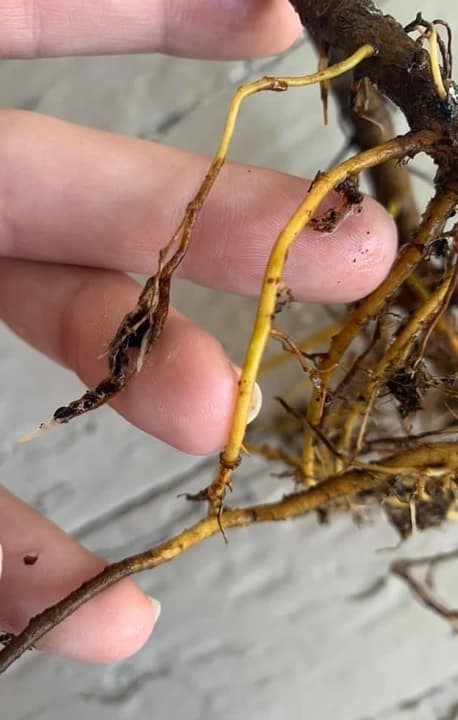 root rot